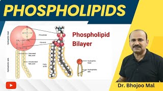 Phospholipis  Lipids  Class 11 Biology  by Dr Bhojoo Mal [upl. by Otreblaug]