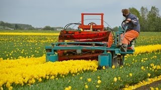 Tulpen koppen  Topping tulips in Holland [upl. by Enila]