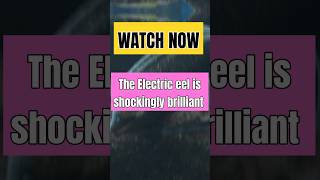 The Electric Eel Natures Shocking Science [upl. by Sada711]