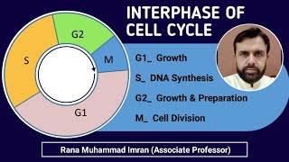 Interphase of cell cycle for FSc and BS Botany and Zoology students [upl. by Lesig]