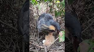 Amazing Brown Bittern Bird Feeding Chicks birds reviewbirdnest birdhome birdnest nature [upl. by Myra]