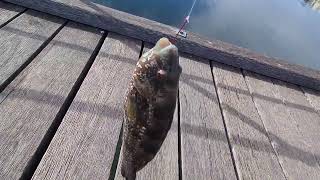 Streaky bay jetty South Australia [upl. by Yenal]