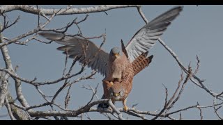 Sound of Lesser KestrelFalco Naumanni Pair When Mating on a Tree  4K [upl. by Sass248]