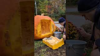 are giant pumpkin seeds giant 🎃🔥 gardening halloween pumpkin plants vegetables garden [upl. by Shu]