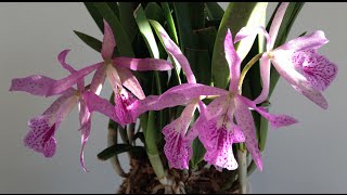 Brassocattleya or Brassanthe Maikai Brassavola nodosa x Cattleya bowringiana [upl. by Eldin]