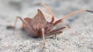 Antlion larva hunting [upl. by Bob]