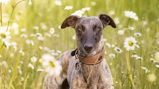 Why Whippets Make the Perfect Loyal Companion [upl. by Leizar]