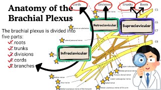 Brachial Plexus and its Branches Nerve Supply of Upper Limb  Innervation of Arm Forearm and Hand [upl. by Hausmann]