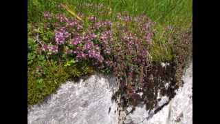 quotSchönste Alpenblumen in einer SteinmauerquotBilder von Karin und Wolfgang Schmökel [upl. by Anirac]