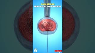 Human Egg Fertilization Process  Fertilization  IVF Process fertilization pregnancy shorts [upl. by Nedrud652]