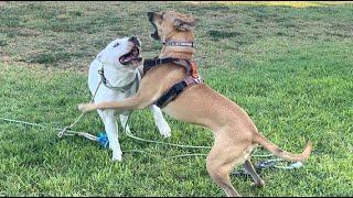 106 Dog Friends Black Mouth Cur and Pitbull Wrestling 08082024 blackmouthcur pitbull [upl. by Denny]