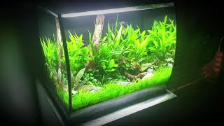 My Fluval Flex 57 Aquascape [upl. by Einnim]