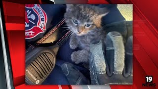 Firefighters help rescue kitten stuck under Ohio State Highway Patrol cruiser [upl. by Betthezel]