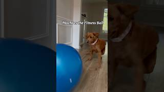 Get this ball out muhm dogs dog goldenretreiver dogshorts dogvideos cutedog doglife [upl. by Dewitt761]