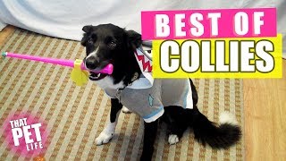 Best Border Collies of 2019 🐶  Funny Pet Videos [upl. by Ihcelek]