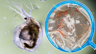 WHY DAPHNIA CULTURE CRASH [upl. by Princess966]