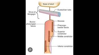 Sinus of morgagni [upl. by Isaiah]