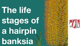 Life stages of the Hairpin banksia [upl. by Lucrece572]