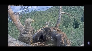 White Tailed Eagle drops fish just in time for excited Eaglet to claim it 🐟🦅 [upl. by Ruhtracam861]