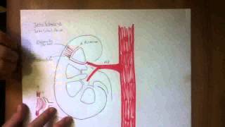 CIRCULACION RENAL [upl. by Nikal]