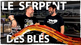 TUTO  Adopter un serpent des blés [upl. by Grimonia]