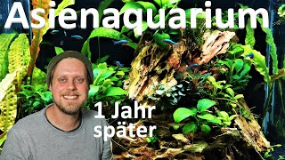 ASIENAQUARIUM  Über EIN JAHR nach der Umgestaltung  Wie hat es sich entwickelt [upl. by Sola]