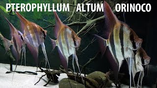 PTEROPHYLLUM ALTUM ORINOCO  MY AMAZING UNDERWATER WORLD  AQUARIUM TANK SCALARE ANGELFISH WILD FISH [upl. by Yruoc45]