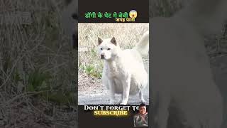 dog amazingfacts animals knowledge doglover facts [upl. by Sofer]