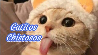 🐱 Gatitos Chistosos Parte 1🐱😂 [upl. by Simonsen]