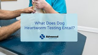 What Does Dog Heartworm Testing Entail [upl. by Holbrook732]