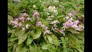 Bulb Log Video Diary Supplement Erythronium growing with a host of other plants [upl. by Randolph]