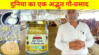 How to make Gir Cow Colostrum and Benefits [upl. by Remington]