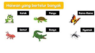 Sains Tahun 2 Bertelur Banyak Atau Sedikit [upl. by Acinad]