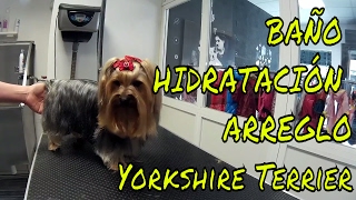 BAÑAR Y ARREGLAR A YORKSHIRE TERRIER BATH YORKSHIRE TERRIER [upl. by Perlman]