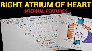 Right Atrium of Heart 22  Internal Features  Anatomy  EOMS [upl. by Afaw205]