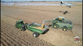 CORN HARVEST 2022 with 3 JOHN DEERE X9 Combines [upl. by Aibos584]