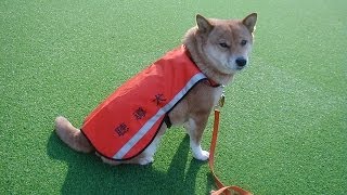 聴導犬ユーザーstory2 ～日本で最初の聴導犬、柴犬「美音」へのメッセージ～ [upl. by Ayanad]