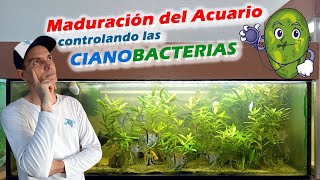 Maduración de Acuario controlando las Cianobacterias [upl. by Trella]