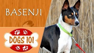 Dogs 101  BASENJI  Top Dog Facts About the BASENJI [upl. by Cecily30]