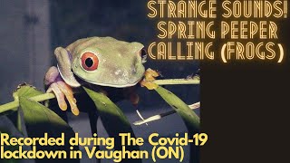 Strange sounds Spring Peeper Calling Frogs [upl. by Marti555]