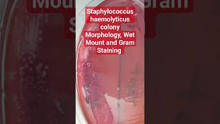 Gramstaining And Wetmounting Staphylococcus Haemolyticus Colonies microscope microbiology [upl. by Ytsanyd371]