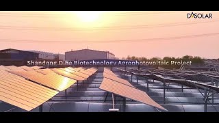 DAS Solar Shandong Qihe Biotechnologg Agrophotovoltaic Proiect [upl. by Atsilac99]