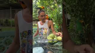 Sugar apple pala ang english dito kaya pala matamis😊  DENR CWR No R4ACWR2017CAV046 [upl. by Oxford401]