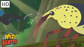 Wild Kratts  Bugs Part 2  Insects Arachnids Worms and other Creepy Crawlies [upl. by Zena]