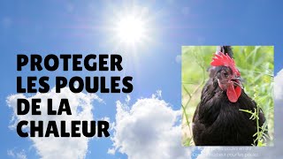 ☀️ Comment Rafraichir les Poules en Eté  Mes 4 Conseils Fraîcheur pour les Protéger de la Chaleur [upl. by Letti]