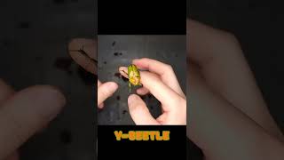 Beetle Unboxing Female of beautiful green beetle Beetle ASMR [upl. by Abeh]