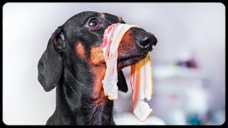 Its not what it looks like Cute amp funny dachshund dog video [upl. by Keeler636]