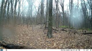 Trail Camera  8 Footage from 324 to 4232024 [upl. by Marshal]