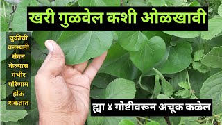 गुळवेल कशी ओळखावीअमृतवेल गुडूची गिलॉय Gulvel Kashi OlkhaviHow To Identify Tinospora Cordifolia [upl. by Ahsatsan84]