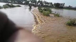 Yerra kaluva Flood effect in Nidadavole [upl. by Liborio992]